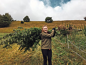 Tiroler Berghanf Ernte